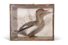 Taxidermy cased Red Breasted Merganser in naturalistic setting, 38 x 45cm