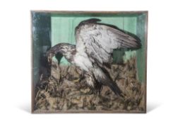 Taxidermy cased Bird of Prey with rabbit in naturalistic setting, 95 x 107cm