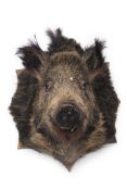 Taxidermy Wall Hanging Boars Head