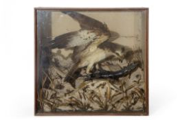 Taxidermy cased Osprey with fish, in naturalistic setting, 73 x 79cm