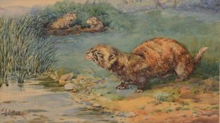 F J S Chatterton, Otters on a riverbank, watercolour, signed and dated 1909 lower left, 16 x 23cm