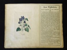 LES VIOLETTES OR SECRET SYMBOL OF THE FRENCH, hand coloured print of violets containing the profiles