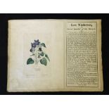 LES VIOLETTES OR SECRET SYMBOL OF THE FRENCH, hand coloured print of violets containing the profiles