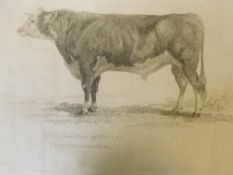 Two early 19th century stipple engraved prints, Herefordshire Bull and Herefordshire Cow, pub G