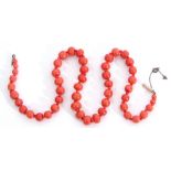 Antique coral bead necklace, a single row of graduated drum shaped beads, knotted between to a