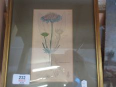 SMALL FRAMED BOTANICAL PRINT, POSSIBLY A BOOK PLATE, TOTAL WEIGHT INC FRAME 22CM