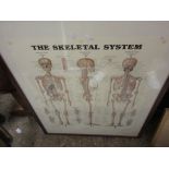 PAIR OF FRAMED POSTERS DEPICTING THE SKELETAL SYSTEM AND THE MUSCULAR SYSTEM, WIDTH OF EACH INC