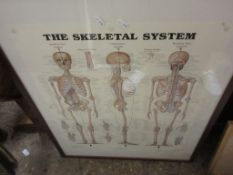 PAIR OF FRAMED POSTERS DEPICTING THE SKELETAL SYSTEM AND THE MUSCULAR SYSTEM, WIDTH OF EACH INC