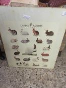 MOUNTED POSTER DEPICTING DIFFERENT BREEDS OF RABBIT