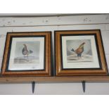 TWO ENGRAVINGS “PHENOMEN” AND “THE CHAMPION”, 44CM WIDE