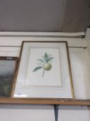 FRAMED BOTANICAL PRINT, WIDTH INC FRAME APPROX 43CM