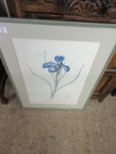 FRAMED BOTANICAL PRINT, FRAME WIDTH 54CM