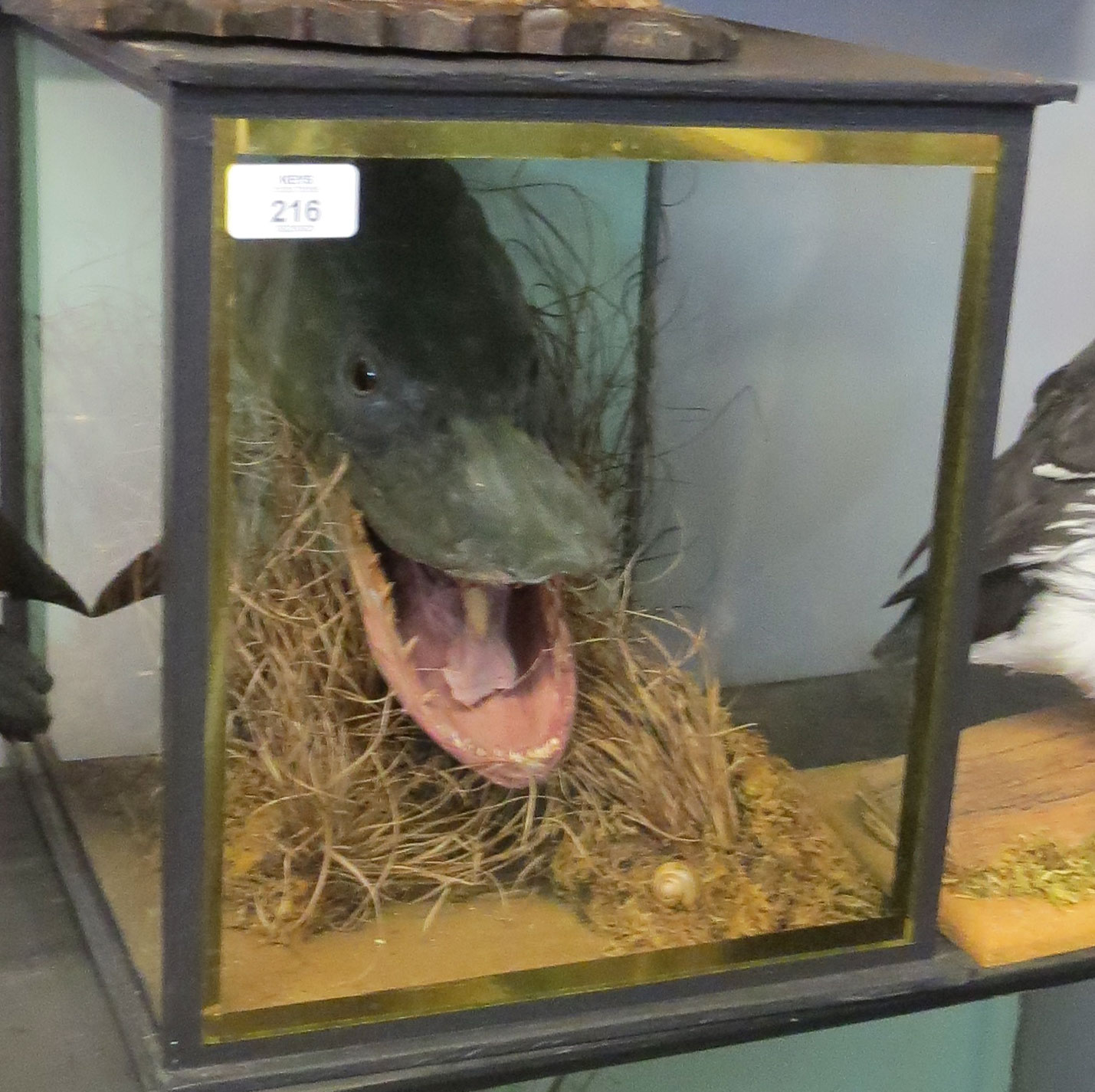 Taxidermy cased Head of a Pike in naturalistic setting, 34 x 31cm