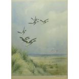 AR Roland Green (1896-1972), Mallard alighting, coloured print, signed in pencil to lower right