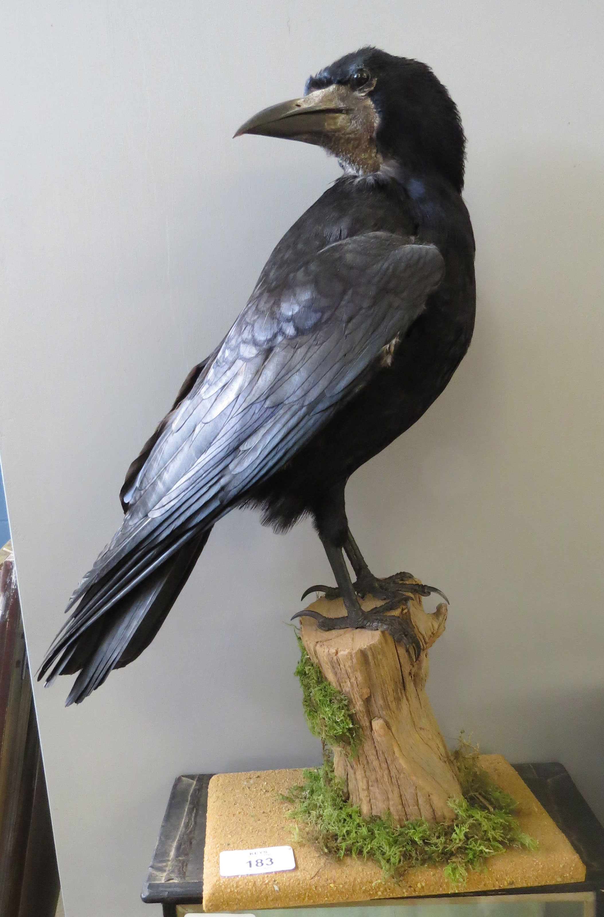 Taxidermy uncased Hooded Crow on naturalistic base