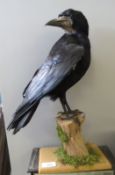 Taxidermy uncased Hooded Crow on naturalistic base