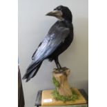 Taxidermy uncased Hooded Crow on naturalistic base