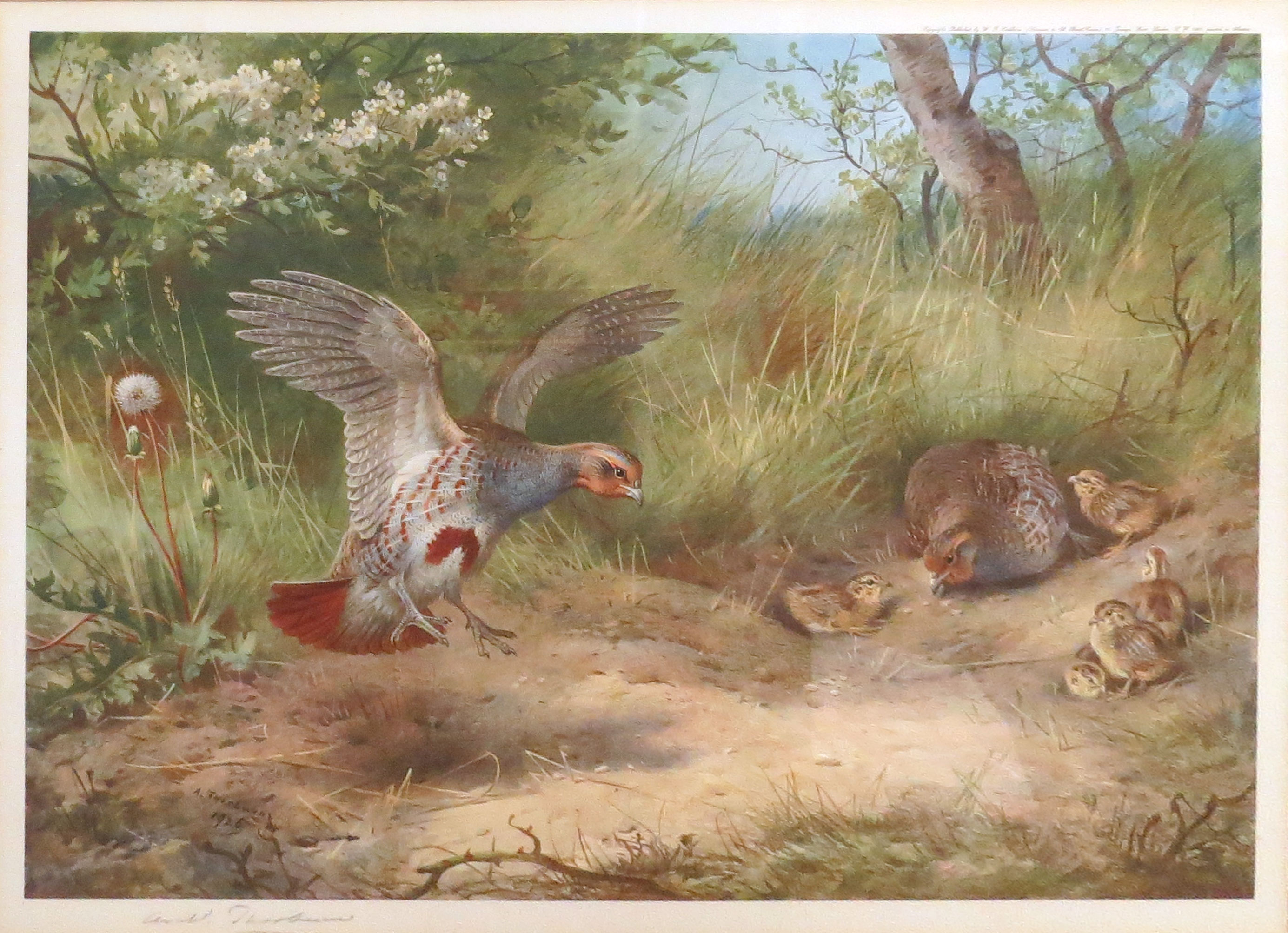 Archibald Thorburn (1860-1935), Bird studies, set of four coloured artists proofs, all signed in - Image 2 of 3