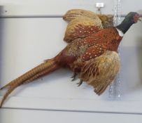 Taxidermy wall hanging Pheasant