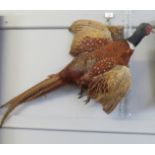 Taxidermy wall hanging Pheasant