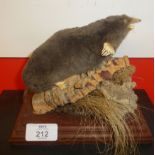 Taxidermy uncased Mole on naturalistic base