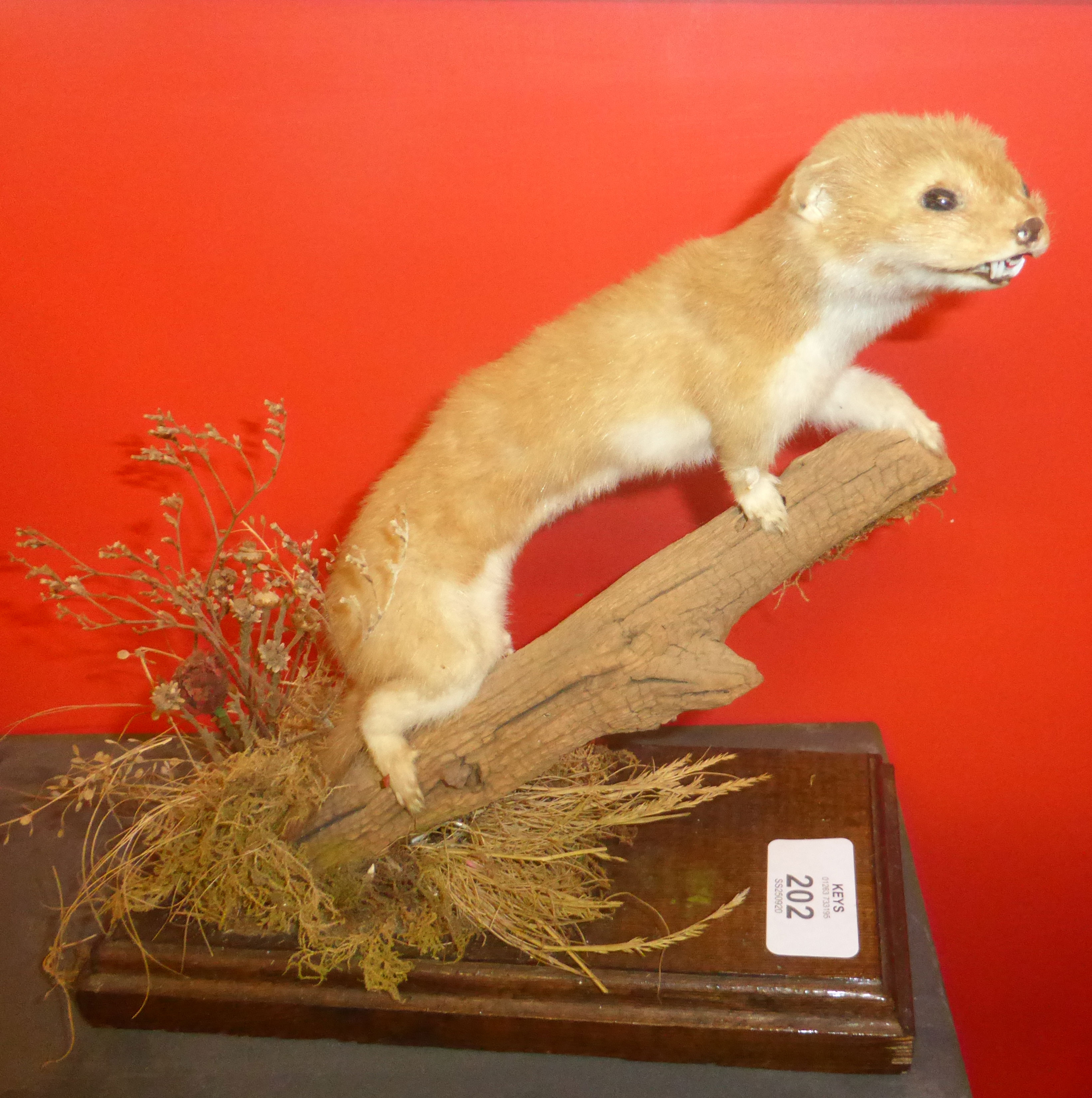 Taxidermy uncased Stoat on naturalistic base