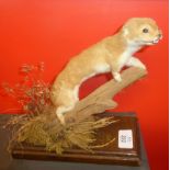 Taxidermy uncased Stoat on naturalistic base