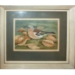 AR Dr Noel W Cusa (1909-1990), Chaffinch, watercolour, signed lower left, 11 x 15cm