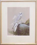 S L Marten (20th century), "Gyr Falcon", watercolour and gouache, signed and inscribed with title