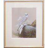 S L Marten (20th century), "Gyr Falcon", watercolour and gouache, signed and inscribed with title