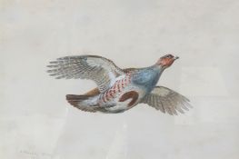 C Stanley Todd (1923-2004), English partridge n flight, watercolour, signed and dated 1973