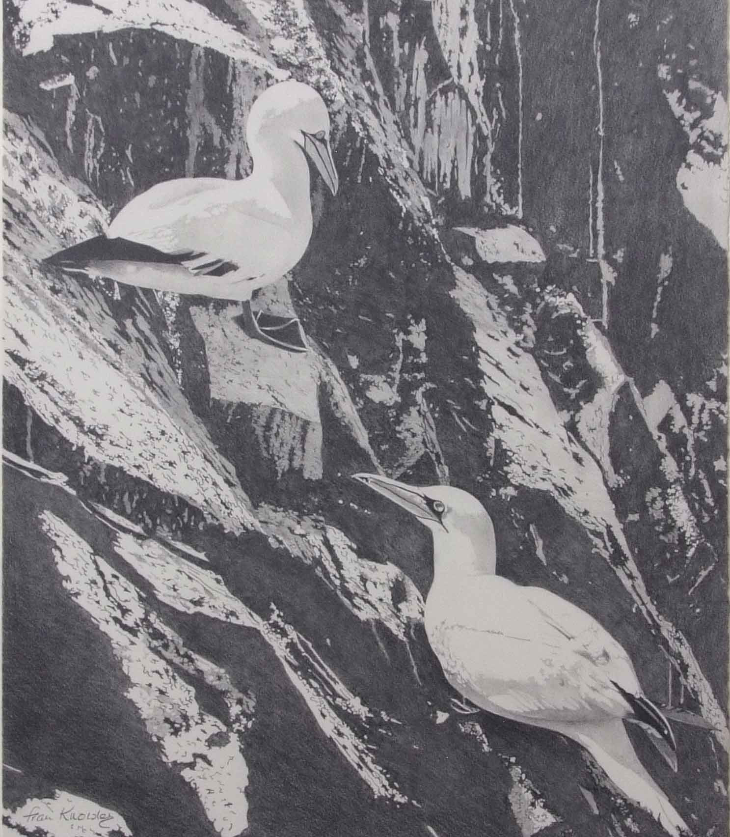 AR Fran Knowles (contemporary), pair of Gannet on a cliff, pencil drawing, signed lower left, 47 x