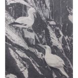 AR Fran Knowles (contemporary), pair of Gannet on a cliff, pencil drawing, signed lower left, 47 x