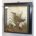 Taxidermy cased wall mounted Water Rail in naturalistic setting, overall size 40 x 38cm