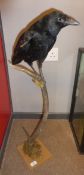 Taxidermy uncased Crow on antler, 82cm high