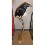 Taxidermy uncased Crow on antler, 82cm high