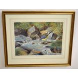 •AR Richard Robjent (Born 1937), Grey Wagtail in River Landscape, watercolour, signed and dated 1980