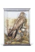 Taxidermy cased Buzzard in naturalistic setting, 62 x 45cm