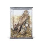 Taxidermy cased Buzzard in naturalistic setting, 62 x 45cm