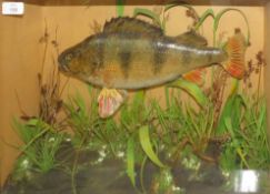 Taxidermy cased Perch in naturalistic setting by T E Gunn of Norwich, 38 x 51cm