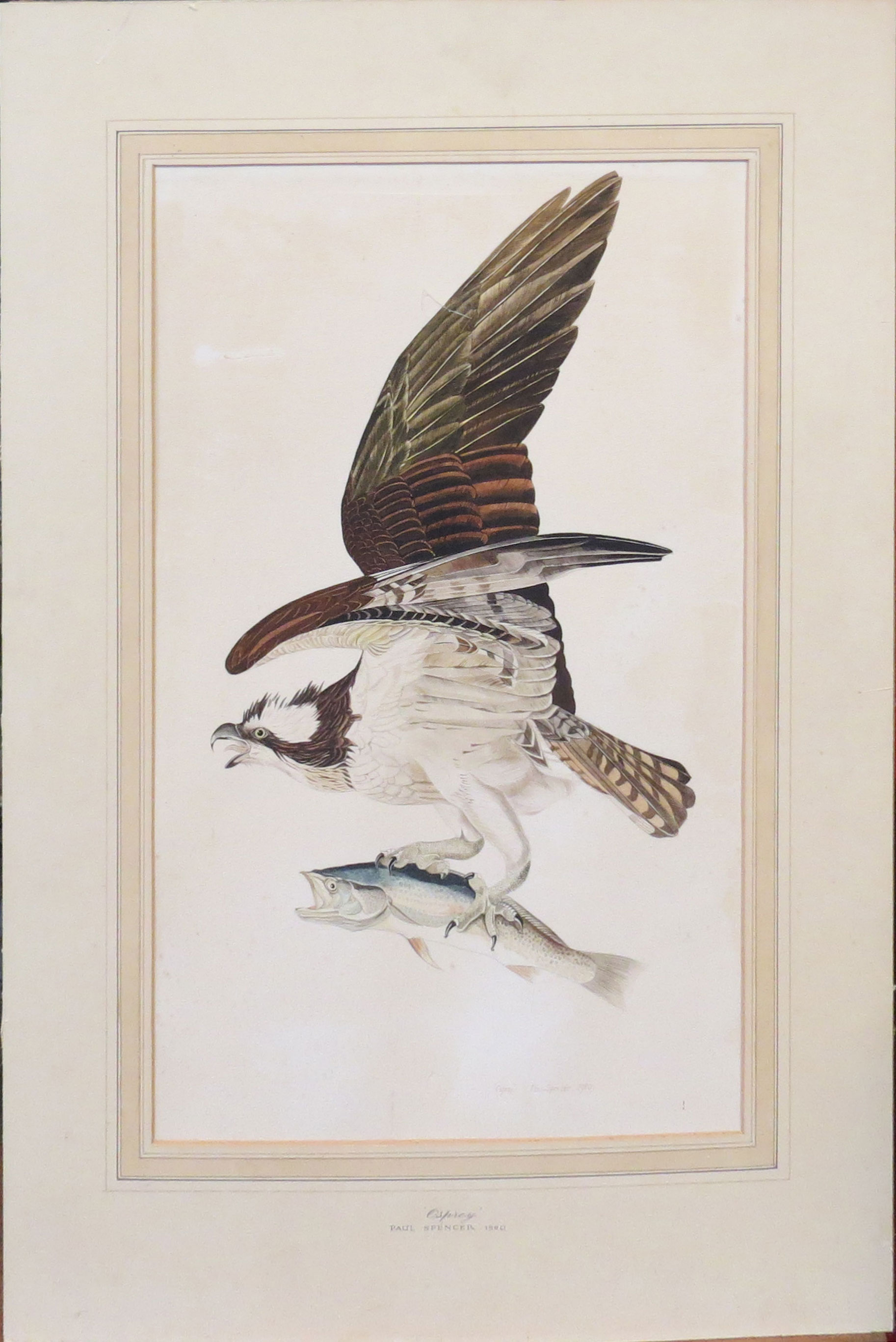 Paul Spencer (20th century), "Osprey", watercolour, signed, dated 1980 and inscribed with title