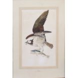 Paul Spencer (20th century), "Osprey", watercolour, signed, dated 1980 and inscribed with title