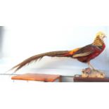 Taxidermy uncased Golden Pheasant on naturalistic base