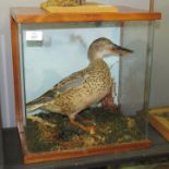 Taxidermy cased Shoveler Duck in naturalistic setting, 37 x 37cm