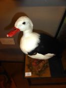 Taxidermy uncased Radjah Shelduck on naturalistic base