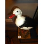 Taxidermy uncased Radjah Shelduck on naturalistic base