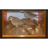 Taxidermy cased pair of Grey Plovers in naturalistic setting by Jeffery Campbell Black, 30 x 50cm