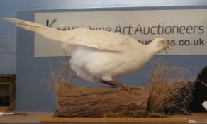 Taxidermy uncased White Pheasant on naturalistic base