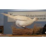 Taxidermy uncased White Pheasant on naturalistic base