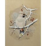 Frederick T Searle (20th century), "Waxwing", gouache, signed lower right, 28 x 22cm